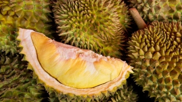 Perampok Curi Durian Musang King Senilai Rp10 Juta, Satu Petani Dilukai dengan Parang