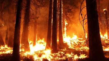 Suhu Mendidih di Eropa Selatan, 2 Petugas Damkar Tewas saat Jinakkan Api