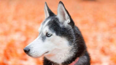 Baru Diadopsi, Anjing Husky Balas Budi Selamatkan Nyawa Satu Keluarga dari Ledakan Gas Berbahaya