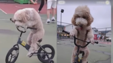 Bukan Editan! Video Anjing Pintar Bersepeda dan Main Skateboard Viral di Media Sosial