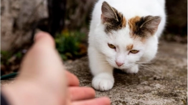 Frustasi Kena Diabetes, Pria Semarang Nekat Konsumsi Daging Kucing Berujung Diperiksa Polisi