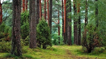 Tema Hari Hutan Indonesia, 7 Agustus 2024, Lengkap dengan Sejarahnya