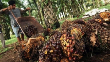 Peremajaan Kebun Sawit Rakyat Diharapkan Tingkatkan Produktivitas dan Dongkrak Harga CPO