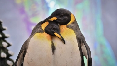 Penguin Gay 'Sphen' Mati di Australia, Pernah Berhasil Menetaskan 2 Ekor Anak