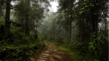 200 Orang Terlibat Pencarian, Bocah 6 Tahun Ditemukan Selamat Setelah 4 Hari Tersesat di Hutan