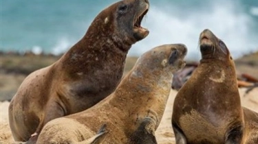 Pantai California Diinvasi Ratusan Singa Laut, Kawasannya Langsung Ditutup untuk Manusia