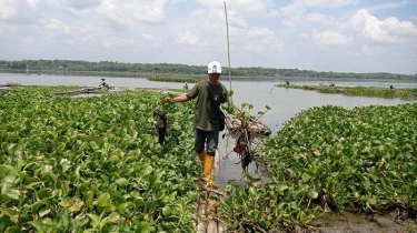 Ubah Hama Jadi Daya, Cara Cerdik Warga Waduk Cengklik Manfaatkan Enceng Gondok Menuju Mandiri Energi