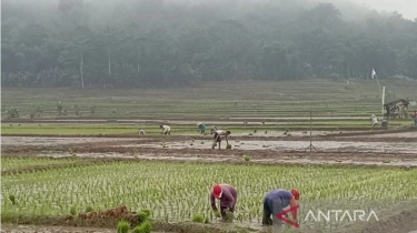 Masyarakat Miskin Ekstrem di Indonesia Didominasi Lulusan SD dan Petani