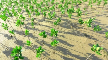 Lestarikan Ekosistem Pesisir, Ini Manfaat Besar Menanam Mangrove