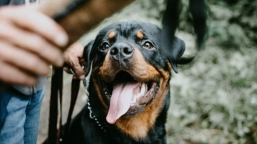 Wanita AS 'Pakai' Anjing Rottweiler untuk Bunuh Anak Pacarnya, Rekaman CCTV Ungkap Fakta!