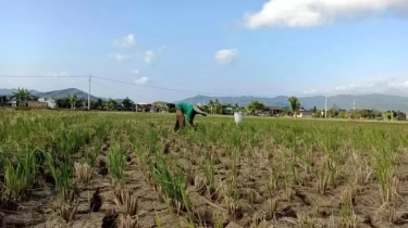 Masuki Musim Kemarau, 8 Wilayah di Jatim ini Terancam Kekeringan dan Gagal Panen