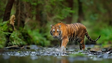 Viral! Video Menegangkan Anak Kucing Terjebak di Kandang Harimau, Berakhir Dramatis