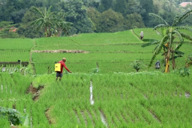 Data BMKG Nyatakan Agustus Tidak Ada Hujan, Produksi Beras Diprediksi Turun