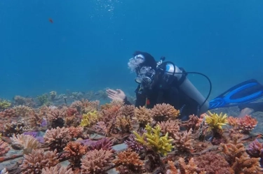 PLN IP Bantu Konservasi Terumbu Karang di Taman Laut Pandanan Lombok yang Rusak Akibat Eksploitasi dan Bom Ikan