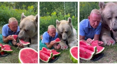 Nikmat Sekali! Pria Rusia Ini Makan Bareng Beruang Raksasa, Berbagi Potongan Semangka