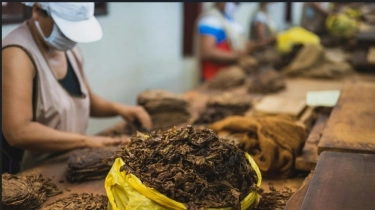 Petani Minta Kementan Lindungi Keberlangsungan Tembakau dan Cengkeh sebagai Komoditas Strategis Nasional