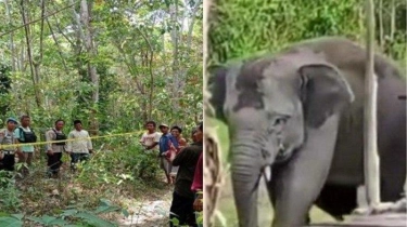 4 Hari Lalu Ibu Hamil Tewas Diinjak Gajah, Kini Pondok Warga di Musi Rawas Rusak Parah Dirusak Gajah