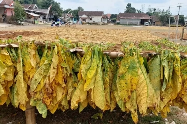 Picu Penolakan Keras, DPR Nilai Aturan Kemasan Rokok Polos Tanpa Merek Rugikan Sektor Tembakau