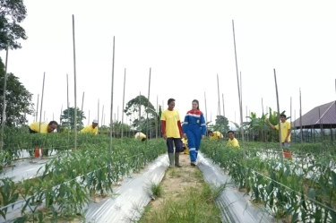 Permata Borneo, Upaya Pertamina Gas dan Masyarakat Pulihkan Hutan Kutai Timur dari Kerusakan akibat Deforestasi