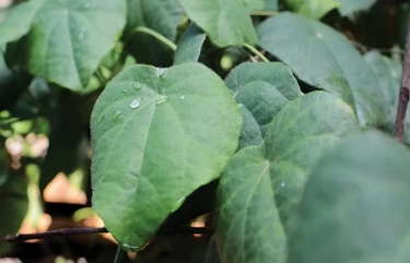 5 Manfaat Daun Cincau Hijau Bagi Kesehatan Tubuh, Belum Banyak Orang Yang Tau