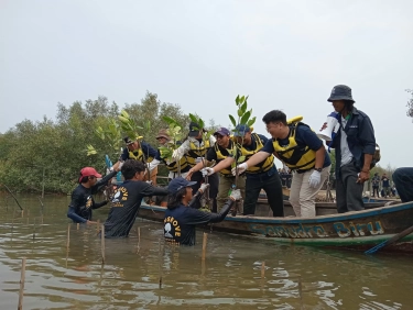 Efek Penebangan Ilegal dan Alih Fungsi Lahan, Hutan Mangrove di Indonesia Hadapi Tekanan