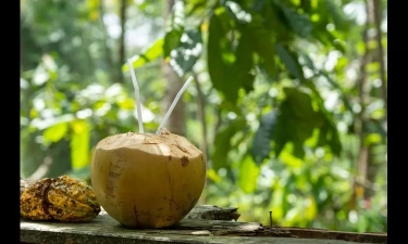 Apa yang Terjadi Pada Tubuh jika Minum Air Kelapa Terlalu Banyak? Simak Penjelasan Berikut Ini!