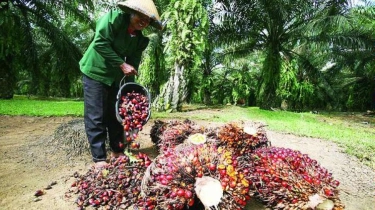 Jangkau 26 Ribu Petani, Wilmar Luncurkan Prospek