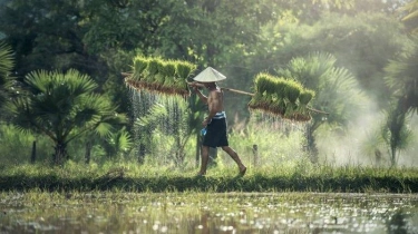 Hari Tani Nasional Diperingati Setiap Tanggal 24 September, Simak Ini Sejarahnya