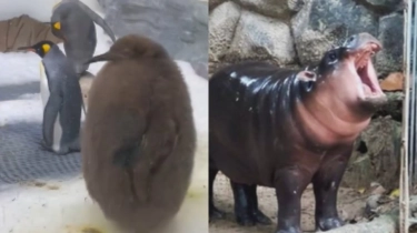 Saingan Moo Deng? Pesto si Bayi Penguin Raksasa Jadi Sorotan usai Aksi Lucunya Viral