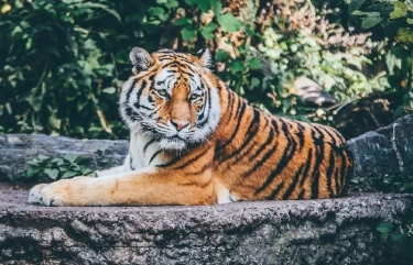 10 Makna Mimpi tentang Harimau: Dari Pertanda Kemuliaan hingga Sakit Keras yang Perlu Anda Ketahui