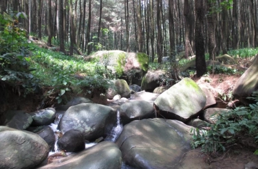 Mengenal Taman Wisata Alam di Gunung Pancar Sentul, Tempat Healing yang Mudah Dijangkau