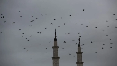 Burung Gereja dan Kupu-Kupu Ungu Besar Terancam Punah di Jepang