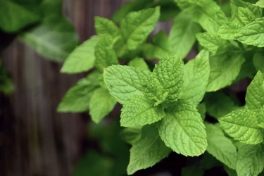 Khasiat Luar Biasa dari Daun Mint: Mampu Meningkatkan Kesehatan Kulit hingga Menurunkan Berat Badan