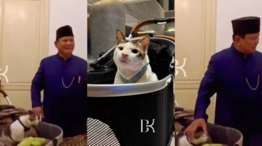 Potret Bobby Kertanegara, Kucing Kesayangan Prabowo Diboyong ke Istana Negara, Sudah Disiapkan Kamar