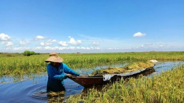 Greenpeace Sebut Restorasi Lahan Gambut dalam 10 Tahun Terakhir Tidak Memuaskan