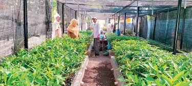 Berkunjung ke Pusat Perbenihan Tanaman Pemprov Jatim, Pupuk Booster Bikin Tabebuya Pink Mekar Bagus