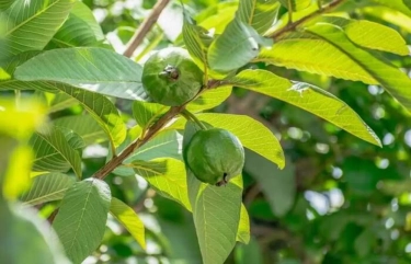 Ini 5 Manfaat Daun Jambu Biji untuk Kesehatan Tubuh, Mulai dari Menyembuhkan Diare sampai Menurunkan Kolesterol