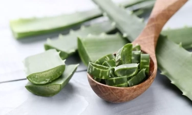 13 Manfaat Tanaman Herbal Aloe Vera bagi Kesehatan Tubuh