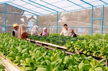 Kolaborasi Produsen Kertas Indonesia dan Masyarakat Kembangkan Hidroponik dalam Merawat Lingkungan Sosial