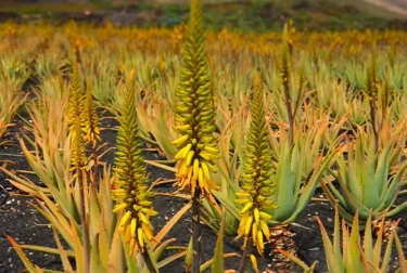 Masih Jarang Diketahui, Berikut Manfaat dari Bunga Lidah Buaya dan Cara Menanam Aloe Vera yang Benar