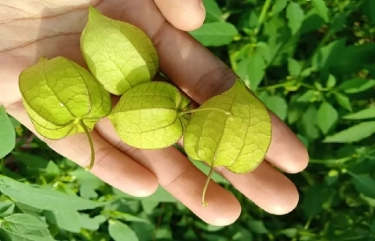 9 Manfaat Kesehatan Buah Ciplukan yang Mungkin Belum Anda Ketahui!