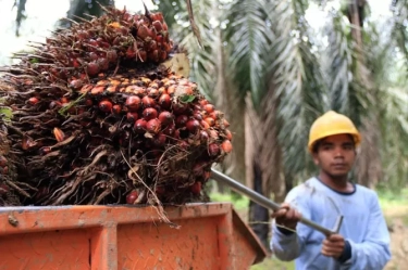 Jika Diolah dengan Baik, Limbah Cair Pabrik Sawit Bisa Bernilai Ekonomi Tinggi