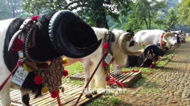 Salim Al-Akol, Pria Warga Aljazair Melahap Satu Ekor Kambing Guling Utuh Hanya dalam Hitungan Menit