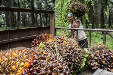 Dorong Peningkatan Investasi di Sektor Sawit dengan Penyederhanaan Regulasi