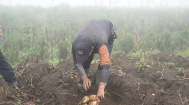 Kabupaten Garut Berpotensi Dukung Swasembada Pangan Lewat Budi Daya Kentang 