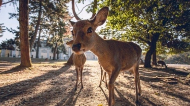 Keunikan Rusa Nara di Jepang: Tradisi Membungkuk dan Fakta Menarik