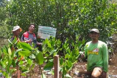 Selamatkan Burung Air Terancam Punah 'Bangau Bluwok', 3.750 Mangrove Ditanam di Suaka Margasatwa Pulau Rambut