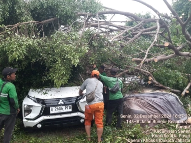 Cuaca Ekstrem di Jakarta Pusat, 48 Pohon Tumbang dan Sempal