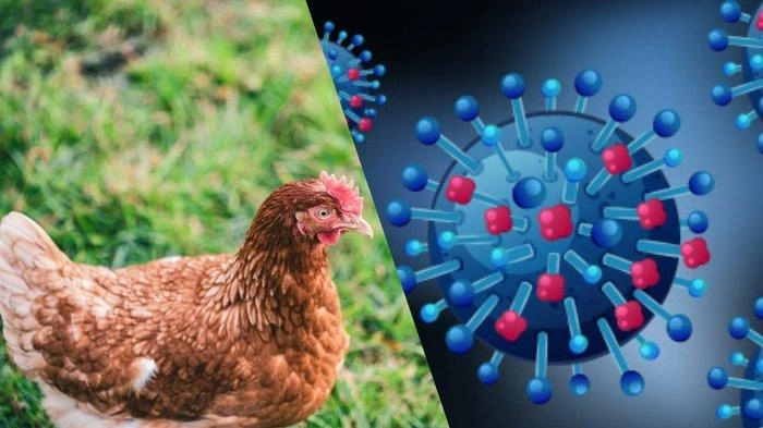 Kementerian Kesehatan Terbitkan Surat Edaran Waspada Penyebaran Flu Burung di Indonesia