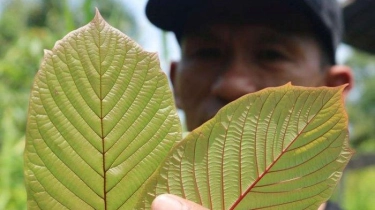 Penjelasan Kepala BNN Soal Tanaman Kratom Masuk Golongan Narkotika